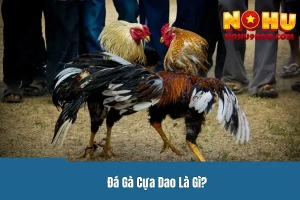 Đá Gà Cựa Dao Là Gì?