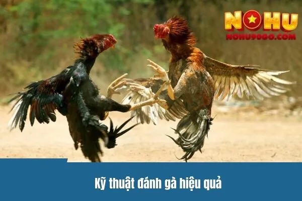 Kỹ thuật đánh gà hiệu quả