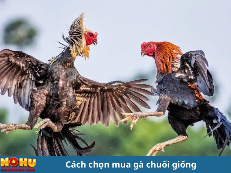 "Gà Chuối Là Gì? Khám Phá Những Điều Thú Vị Về Loài Gà Đặc Biệt